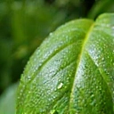 Green leaf with water drops