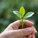 Hand holding a sprouting plant